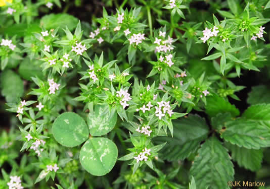 image of Galium sherardia, Field Madder, Blue Field-madder