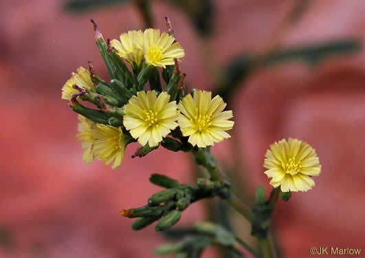 image of Lactuca serriola, Prickly Lettuce