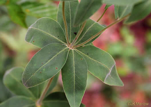 image of Coreopsis major var. major, Whorled Coreopsis, Woodland Coreopsis