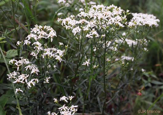 image of Sericocarpus linifolius, Narrowleaf Whitetop Aster, Slender Whitetop Aster