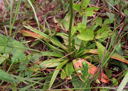 image of Aletris farinosa, Northern White Colicroot, Mealy Colicroot, Stargrass