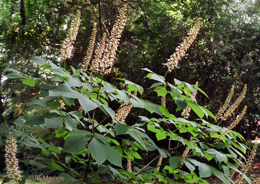 image of Aesculus parviflora, Bottlebrush Buckeye