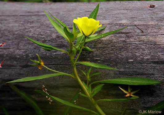 Ludwigia grandiflora, Showy Water-primrose, Large-flower Water-primrose