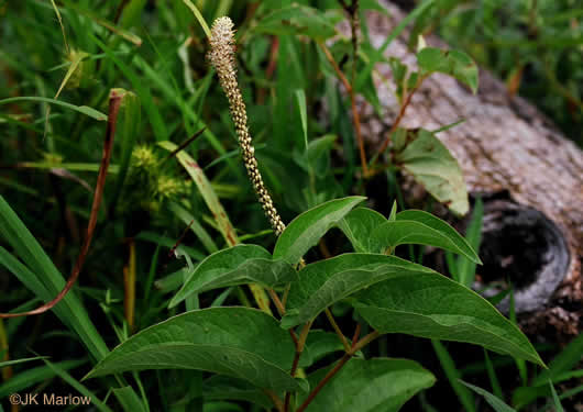 image of Saururus cernuus, Lizard's-tail, Water-dragon