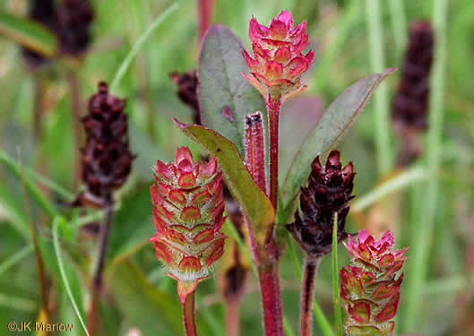 image of Prunella vulgaris var. lanceolata, American Heal-all, American Self-heal, Lance Selfheal