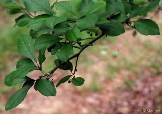 image of Ilex decidua, Possumhaw, Possumhaw Holly