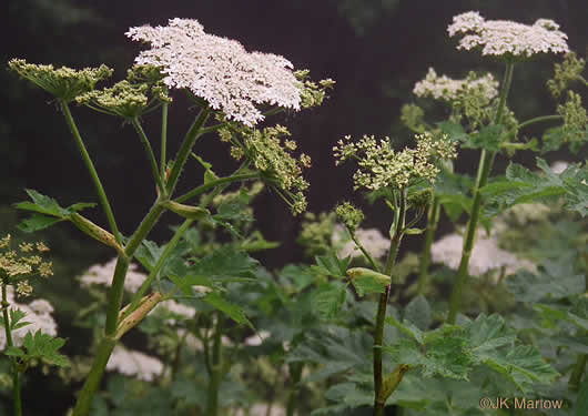 image of Heracleum maximum, Cow-parsnip, American Hogweed, Masterwort