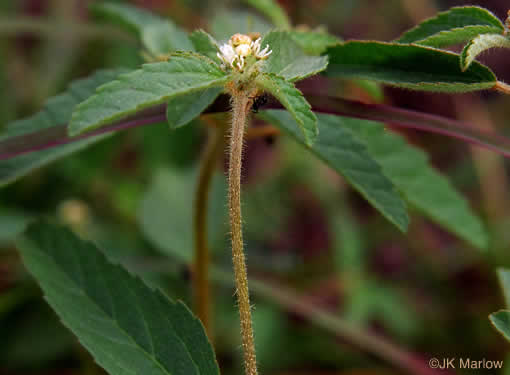 image of Croton glandulosus var. septentrionalis, Doveweed, Tooth-leaved Croton, Sand Croton, Northern Croton