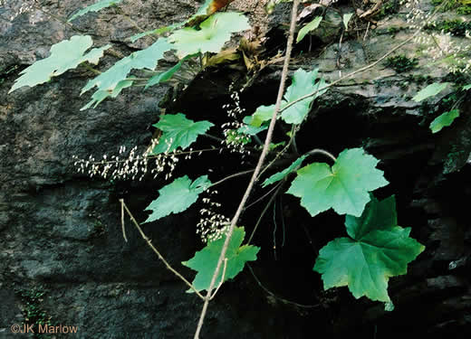 image of Heuchera villosa, Mapleleaf Alumroot, Hairy Alumroot, Rock Alumroot, Crag-jangle