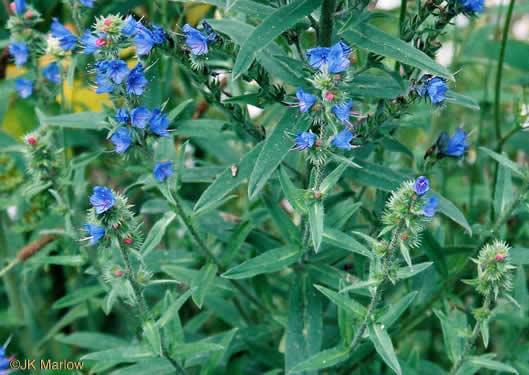 image of Echium vulgare, Viper's-bugloss, Blueweed