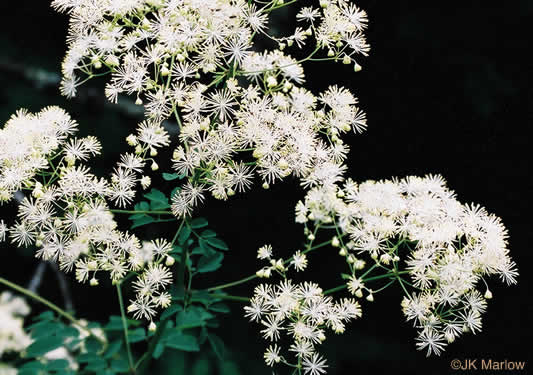 image of Thalictrum pubescens, Common Tall Meadowrue, King-of-the-meadow, Late Meadowrue