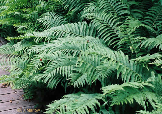 image of Osmundastrum cinnamomeum, Cinnamon Fern