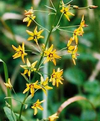 image of Lysimachia terrestris, Swamp Candles, Bog-candles, Bog Loosestrife