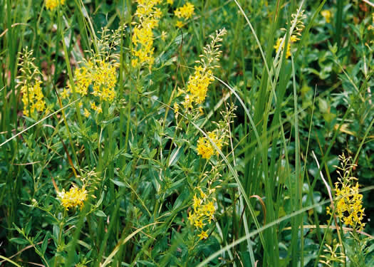 image of Lysimachia terrestris, Swamp Candles, Bog-candles, Bog Loosestrife