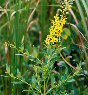 image of Lysimachia terrestris, Swamp Candles, Bog-candles, Bog Loosestrife