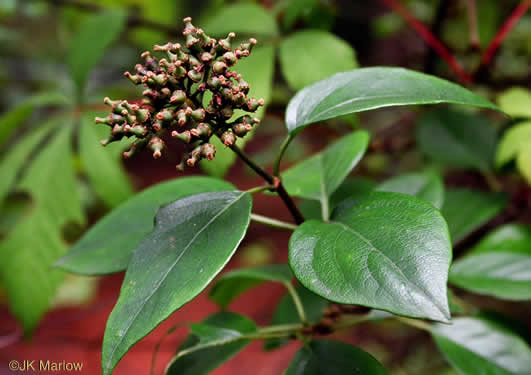 image of Hydrangea barbara, Climbing Hydrangea, Woodvamp, Decumaria, Decumary