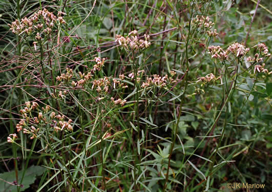 image of Sericocarpus linifolius, Narrowleaf Whitetop Aster, Slender Whitetop Aster