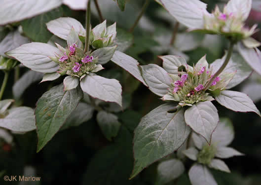 image of Pycnanthemum incanum +, Hoary Mountain-mint, White Mountain-mint