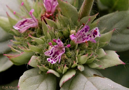 image of Pycnanthemum incanum +, Hoary Mountain-mint, White Mountain-mint