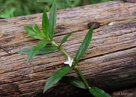 image of Diodia virginiana, Virginia Buttonweed, Large Buttonweed