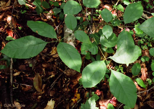 image of Fraxinus biltmoreana, Biltmore Ash, Biltmore White Ash