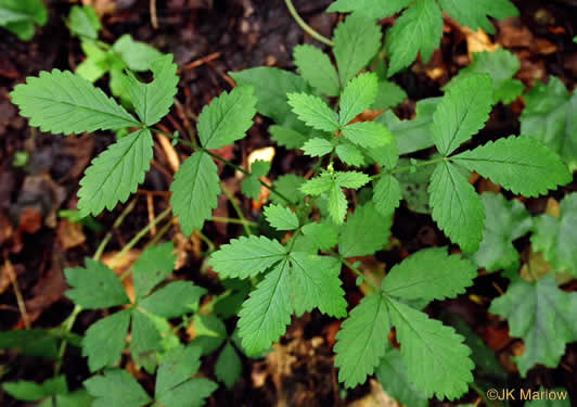 image of Agrimonia rostellata, Woodland Agrimony