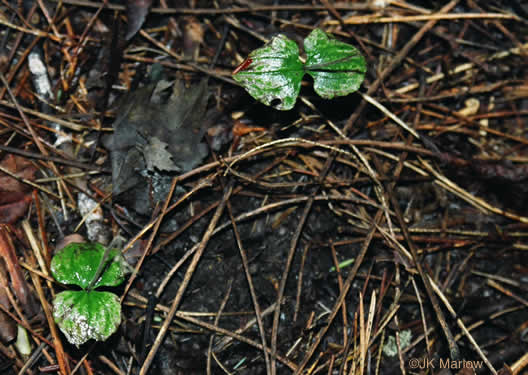 image of Neottia smallii, Kidneyleaf Twayblade, Appalachian Twayblade, Small's Twayblade