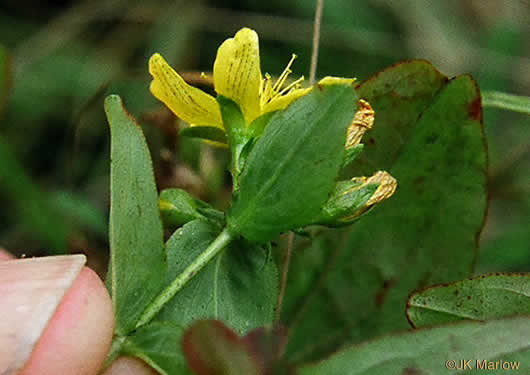 image of Hypericum mitchellianum, Blue Ridge St. Johnswort