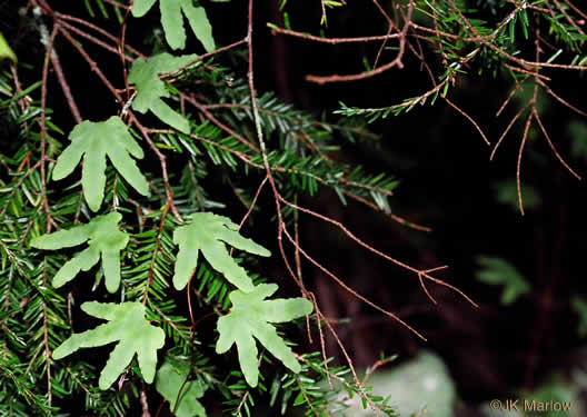 image of Lygodium palmatum, American Climbing Fern