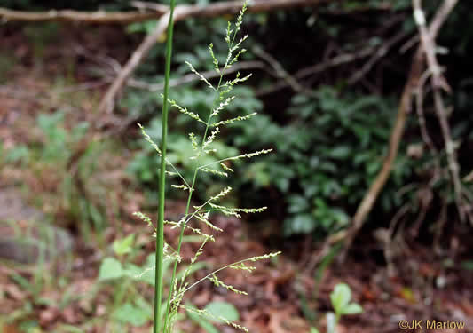 image of Coleataenia anceps ssp. anceps, Beaked Panicum, Beaked Panicgrass