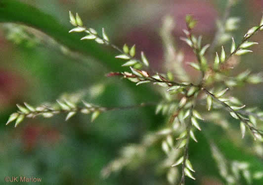 image of Coleataenia anceps ssp. anceps, Beaked Panicum, Beaked Panicgrass