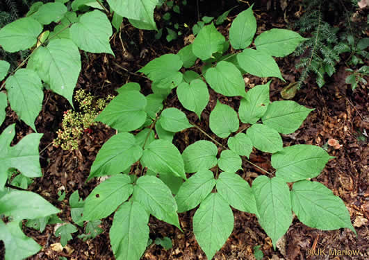 image of Aralia racemosa, Spikenard, Hungry-root