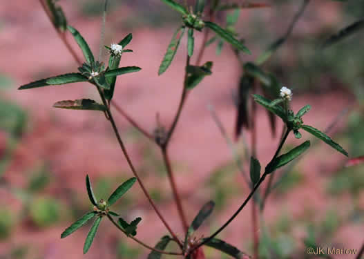 image of Croton glandulosus var. septentrionalis, Doveweed, Tooth-leaved Croton, Sand Croton, Northern Croton