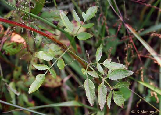 image of Angelica venenosa, Hairy Angelica, Downy Angelica, Deadly Angelica, Woodland Angelica