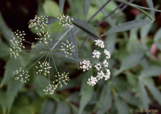 image of Oxypolis rigidior, Cowbane, Pig-potato, Stiff Cowbane