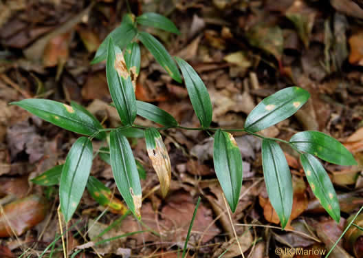 image of Uvularia puberula, Mountain Bellwort, Appalachian Bellwort, Carolina Bellwort, Coastal Bellwort