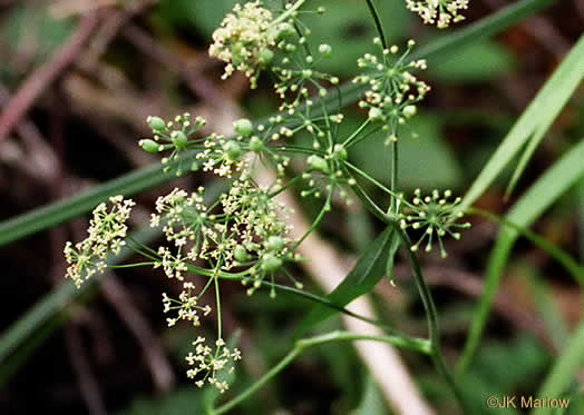 image of Oxypolis rigidior, Cowbane, Pig-potato, Stiff Cowbane