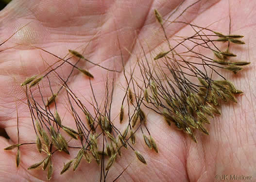 Sorghastrum elliottii, Elliot's Indiangrass, Slender Indiangrass, Nodding Indiangrass