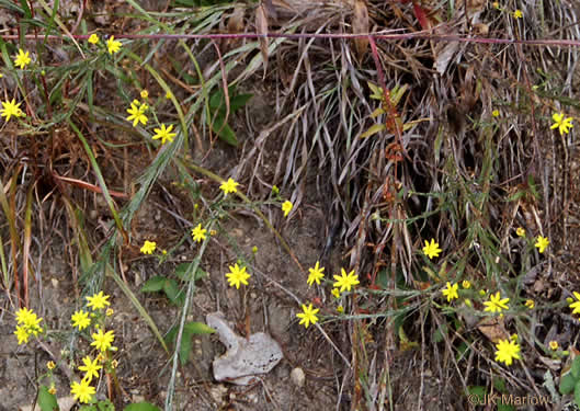 image of Pityopsis aspera var. adenolepis, Carolina Silkgrass, Pineland Silkgrass, Grassleaf Goldenaster