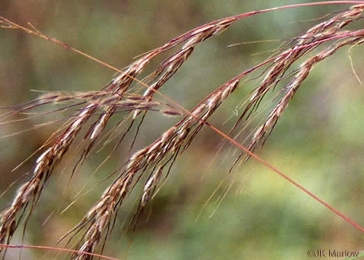 Sorghastrum elliottii, Elliot's Indiangrass, Slender Indiangrass, Nodding Indiangrass