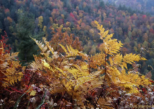 image of Pteridium latiusculum, Eastern Bracken, Brake