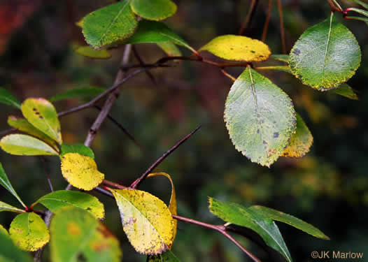 image of Crataegus crus-galli var. crus-galli, Cockspur Hawthorn