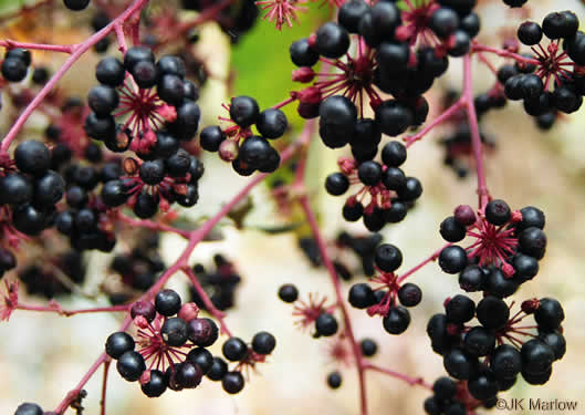 image of Aralia spinosa, Devil's Walkingstick, Hercules-club, Prickly Aralia, Prickly-ash