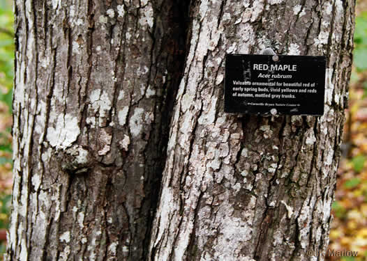 image of Acer rubrum var. rubrum, Eastern Red Maple