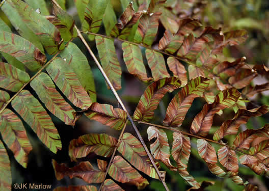 image of Osmunda spectabilis, American Royal Fern