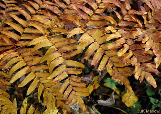 image of Osmunda spectabilis, American Royal Fern