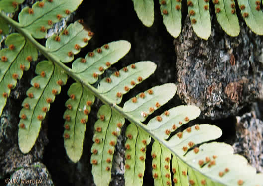 image of Dryopteris marginalis, Marginal Woodfern, Marginal Shield-fern