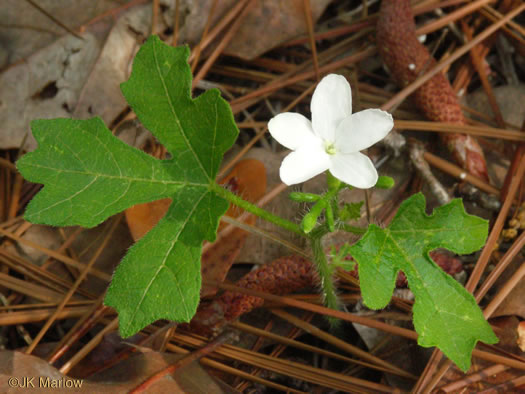 Spurge-nettle