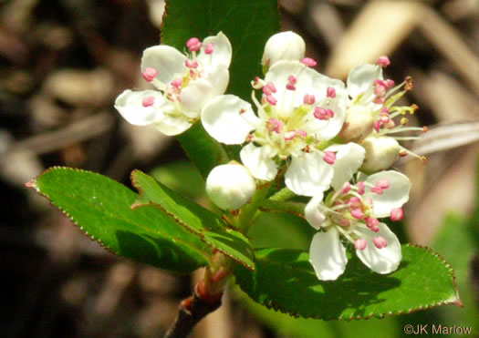 image of Aronia arbutifolia, Red Chokeberry