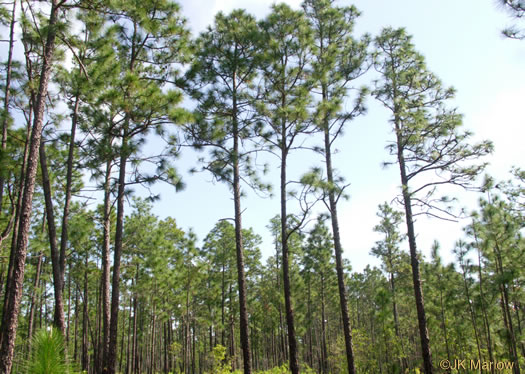 image of Pinus palustris, Longleaf Pine, Southern Pine